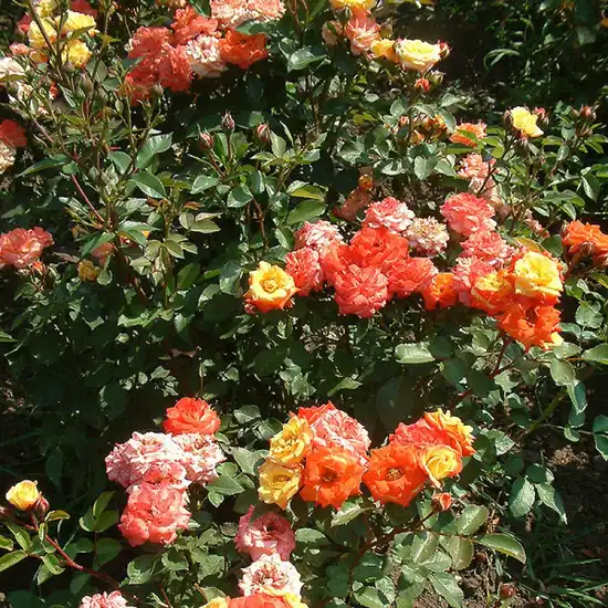 Trandafir cu parfum discret - Trandafiri - Rumba ® - 